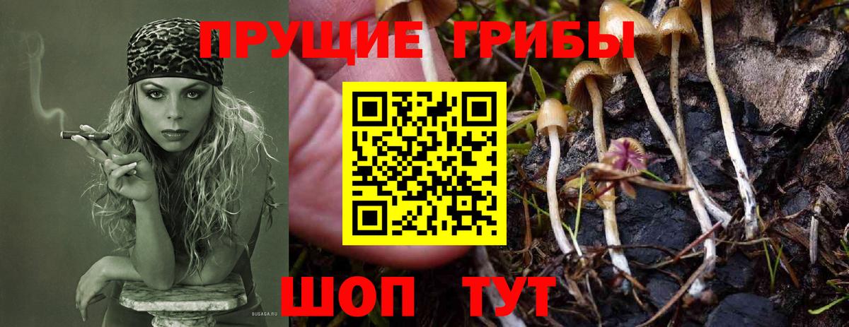 Галлюциногенные грибы прущие грибы Камень-на-Оби